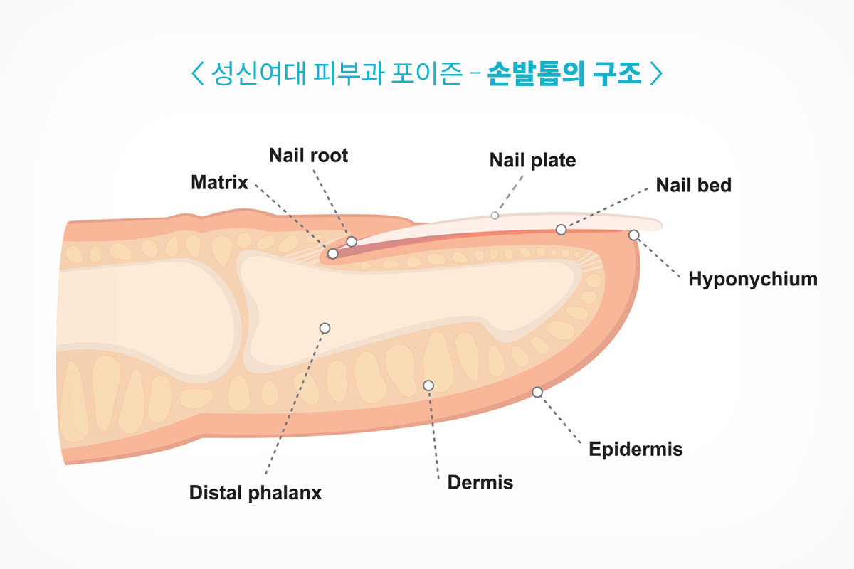 성북구 성신여대 피부과 무좀 (2).jpg