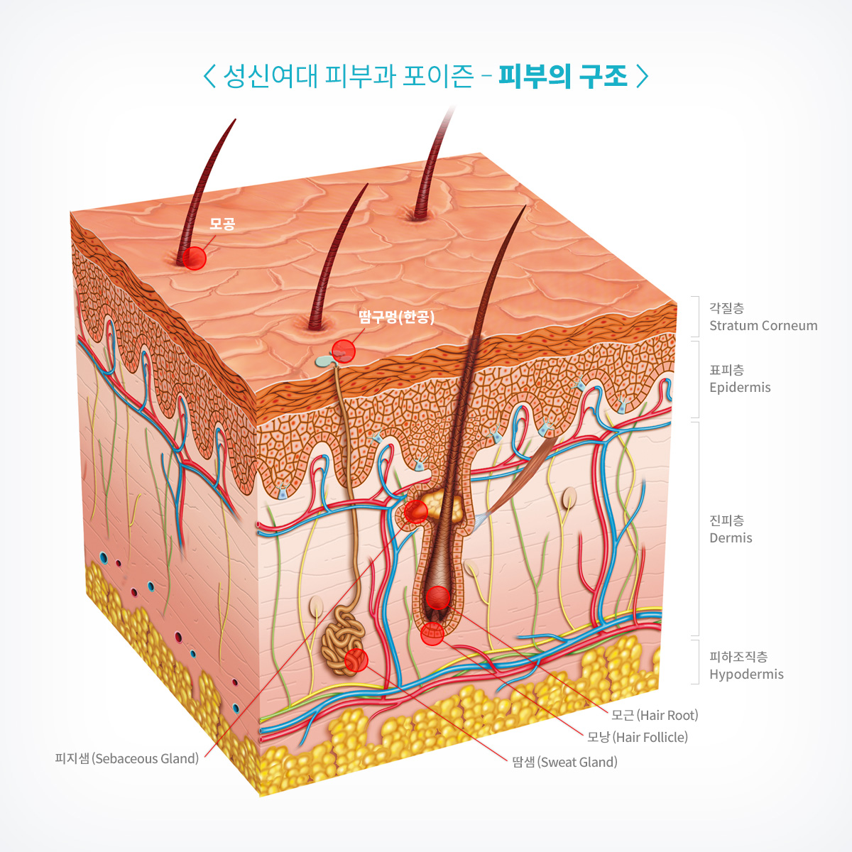 성북구피부과 성신여대포이즌 사마귀 (5).jpg